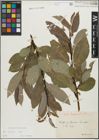 Foto von Salix glabra Scop.